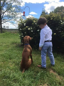 Hungarian Vizsla dog sitting in grass and looking up at a little boy. The boy is making eye contact with the dog and wearing a white dress shirt with blue dress pants. 