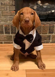 Small brown puppy with tuxedo shirt and black bow tie. 