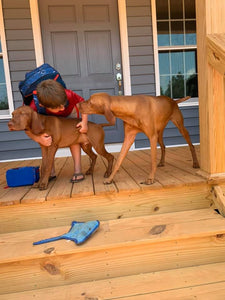 Two brown dogs, Hungarian Vizslas, on a porch. Boy with red shirt and blue backpack hugging the first dog. 