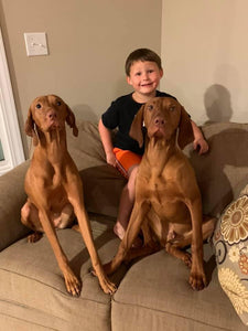 Two brown Hungarian Vizslas dogs sitting on a couch with a young boy. 